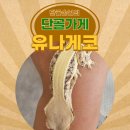 유나펫 | 유나게코 크레스티드게코 직접 보고 분양한 솔직 후기