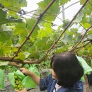 고송농장 | 송산포도나라 고송팜 포도 수확 체험/ 포도 직거래 농장