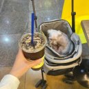 빽다방반포고투몰