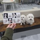 견생만족 | 부산 반려동물 증명사진 잘 찍는 곳 M2스튜디오 추천 견생샷 건진 후기