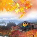 오색 단풍의 가을 정취를 관광열차와 함께 이미지