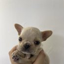 데일리독 이미지