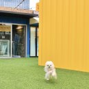 포스앤네이처 펫살롱 | 건대 성수 애견동반 커멍그라운드 애견카페 호텔 유치원 강아지 복합문화공간