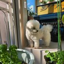 사랑방펫 이미지