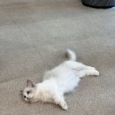 고양이주택 이미지