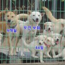먹방뼈다귀 Daum카페