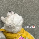 댕글 - 남양주시 다산중앙로 109 | 댕글