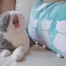 J.J헤어보고 이미지