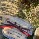 석화꽃무지 풀무지 유치원 이미지