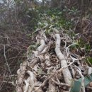 마중오름 이미지