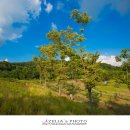 천년의 정원 이미지