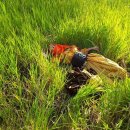 온양상설시장먹거리장터 13호점 | 전국 4일장날 주로 언제?