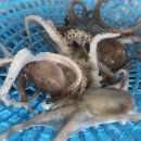 새댁쭈꾸미 이미지