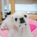 토토페키 이미지