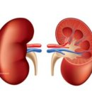 건강한 콩팥 유지하기 이미지