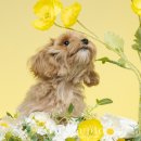 꽃보다 멍 이미지