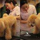 오드리 애견미용실 이미지