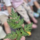 단오사전활동-창포와 궁기에 대해 알아보아요🌿 이미지
