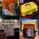 해피컨넬 | 고속버스 시외버스 강아지 반려동물 탑승 함께해요