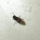 석류나무식당