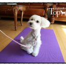 Tophandler 네이버블로그