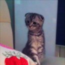 카페 꼬미꼬미 이미지