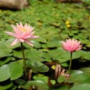 수련민박 이미지