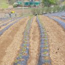 월현농장 이미지