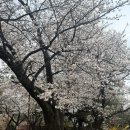 해피맘산부인과의원 | 서브병원 해피맘 산부인과 방문후기 벚꽃구경도함께 ㅎ