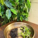 오리엔탈 무거면옥 이미지