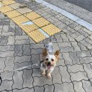 쿨펫 양·한방 동물병원 이미지
