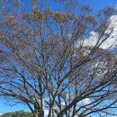 막현리마을 | 205. 충청남도 금산군 진산면 막현리 숲정이숲