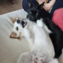 댕 그루밍 이미지