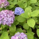 소제목 스테이 이미지