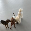 퍼피트리 애견유치원&호텔 이미지