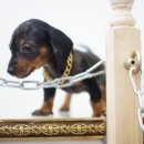 봄봄펫살롱 이미지