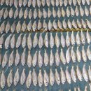 군산박대삼촌 이미지