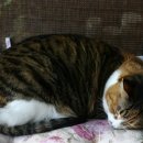 고양이 별 이미지