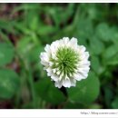 네잎클로버 이미지