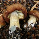 최종수농장 이미지