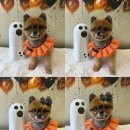 멜로우퍼피 이미지