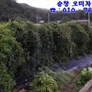 정성농장 이미지