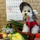 몽구네 애견유치원 이미지