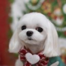 소금소금 펫살롱 이미지