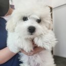 아이러브 동물병원 이미지