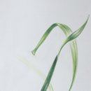 아름다운 꽃 그림 보타니컬아트 이미지