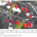산신령구기자