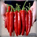 궁골 농장 이미지