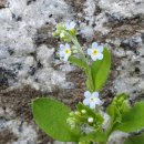 작은꽃지천 이미지