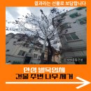 삼죽로 | 안성 벌목업체 건물 주변 나무 제거